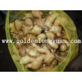 Fresh Ginger with Good Quality and Competitive Price